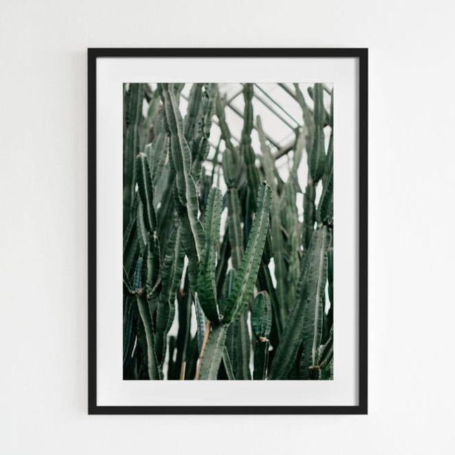 plakat-botaniczny-kaktusy
